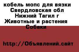 кобель мопс для вязки - Свердловская обл., Нижний Тагил г. Животные и растения » Собаки   